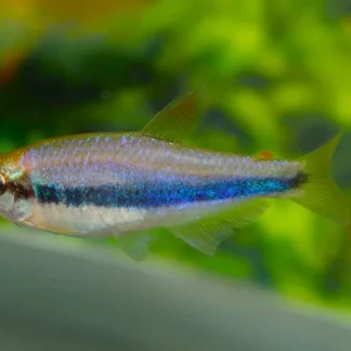 ROYAL TETRA - Akvariefisk