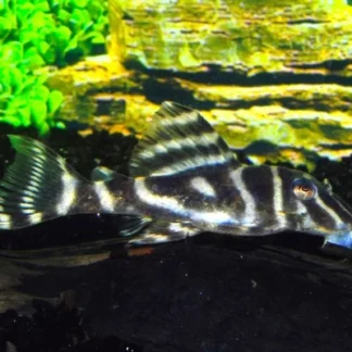 L129 HYPANCISTRUS DEBILITTERA M/L