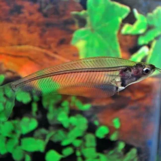 KRYPTOPTERUS BICIRRHIS M