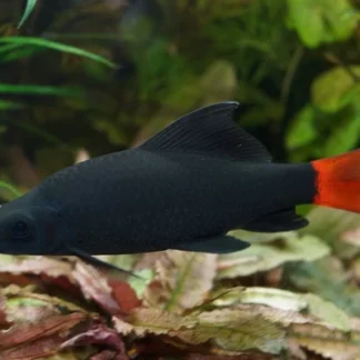 EPALZEORHYNCHOS BICOLOR M