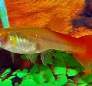 POEC. RET. FLAMINGO RED FEMALE M
