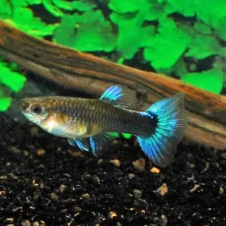 POEC. RET. NEON BLUE FEMALE M - Akvariefisk