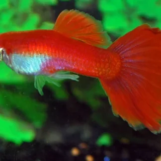 POEC. RET. FLAMINGO RED MALE M