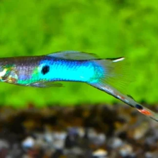 ENDLER’S GUPPY JAPAN BLUE (M/F) - Akvariefisk
