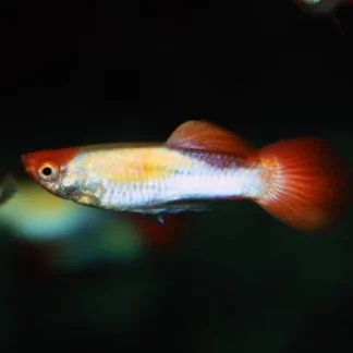 POEC. RET. KOI (M/F) M - Akvariefisk