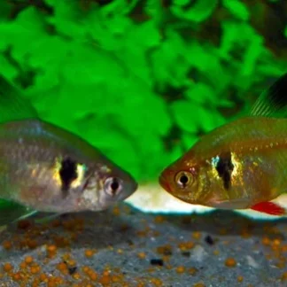 HYPHESSOBRYCON MEGALOPTERUS M - Akvariefisk