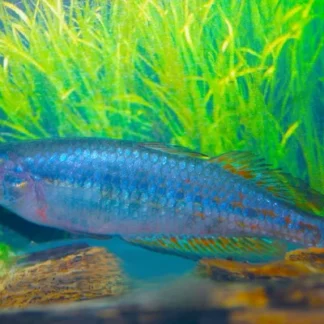 MELANOTAENIA PARKINSONI M