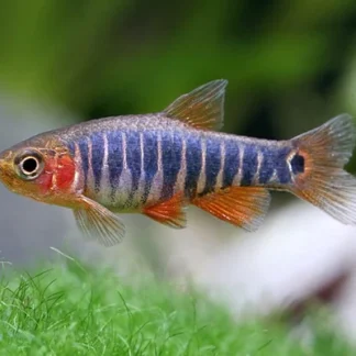 DANIO ERYTHROMICRON M - Akvariefisk