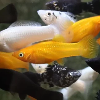 SAILFIN MOLLY MIX - Akvariefisk