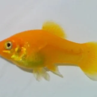POECILIA SPHENOPS GOLDDUST S/M