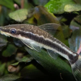 DWARF SUCKERMOUTH - Akvariefisk