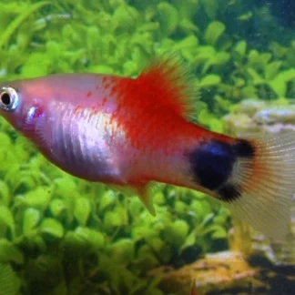 PLATY WHITE RED TOP MICKEY - Akvariefisk