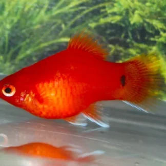 CORAL PLATY RED - Akvariefisk