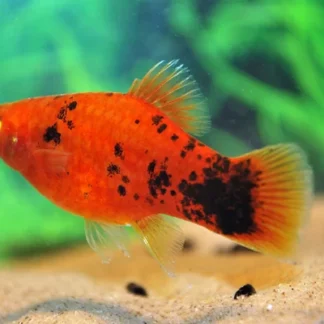 PLATY RED SPOTTED - Akvariefisk