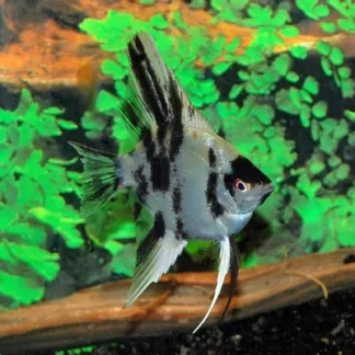 ANGELFISH KOI - Akvariefisk