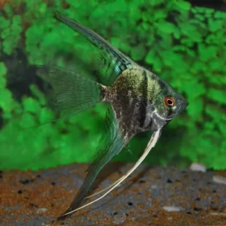 ANGELFISH SMOKEY BLUE - Akvariefisk
