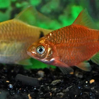 PETHIA CONCHONIUS NEON M