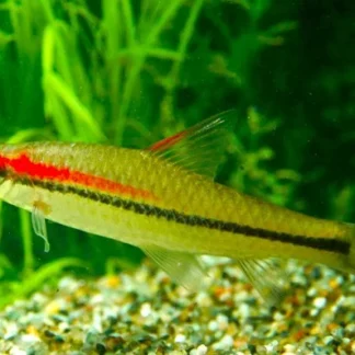 SAHYADRIA DENISONII M