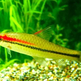 RED-LINE TORPEDO BARB - Akvariefisk