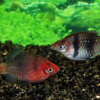 BLACK RUBY BARB - Akvariefisk