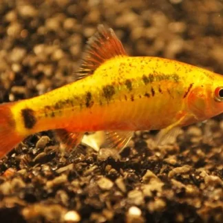 GOLD BARB - Akvariefisk
