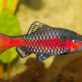 TICTO BARB - Akvariefisk
