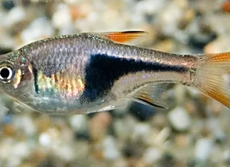 TRIGONOSTIGMA HETEROMORPHA M - Akvariefisk