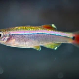 WHITE CLOUD MINNOW - Akvariefisk