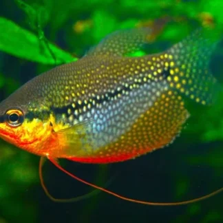 TRICHOPODUS LEERI M
