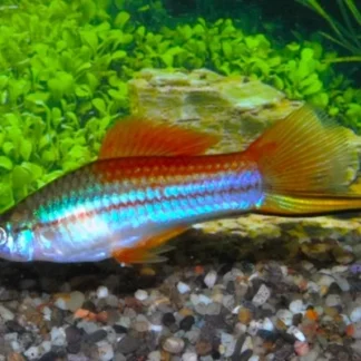 SWORDTAIL NEON - Akvariefisk