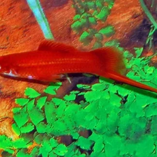 XIPH. HELLERI RED M