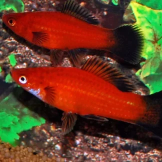 SWORDTAIL RED WAGTAIL - Akvariefisk