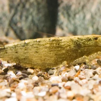 BAMBOO SHRIMP - Akvariefisk