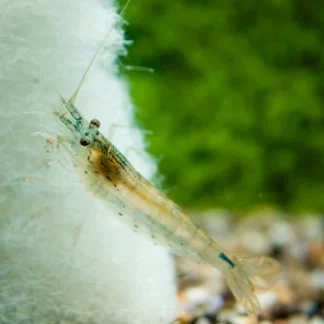 CARIDINA MULTIDENTATA M