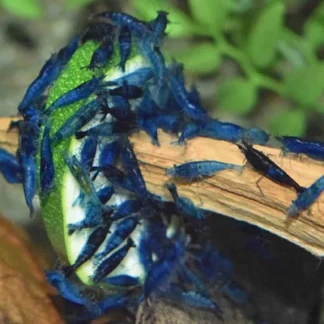 BLUE VELVET SHRIMP - Akvariefisk
