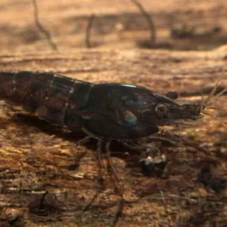 NEOCARIDINA DAVIDI BLACK M