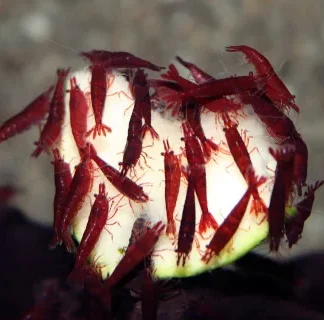 NEOCARIDINA DAVIDI BLOODY MARY M