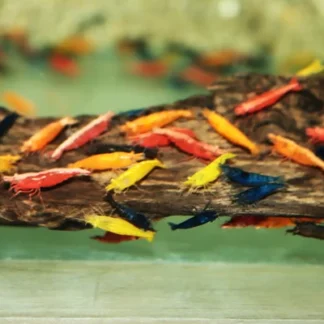 NEOCARIDINA DAVIDI MIXED M