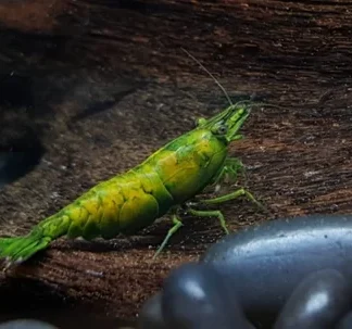 NEOCARIDINA DAVIDI ORANGE HULK M
